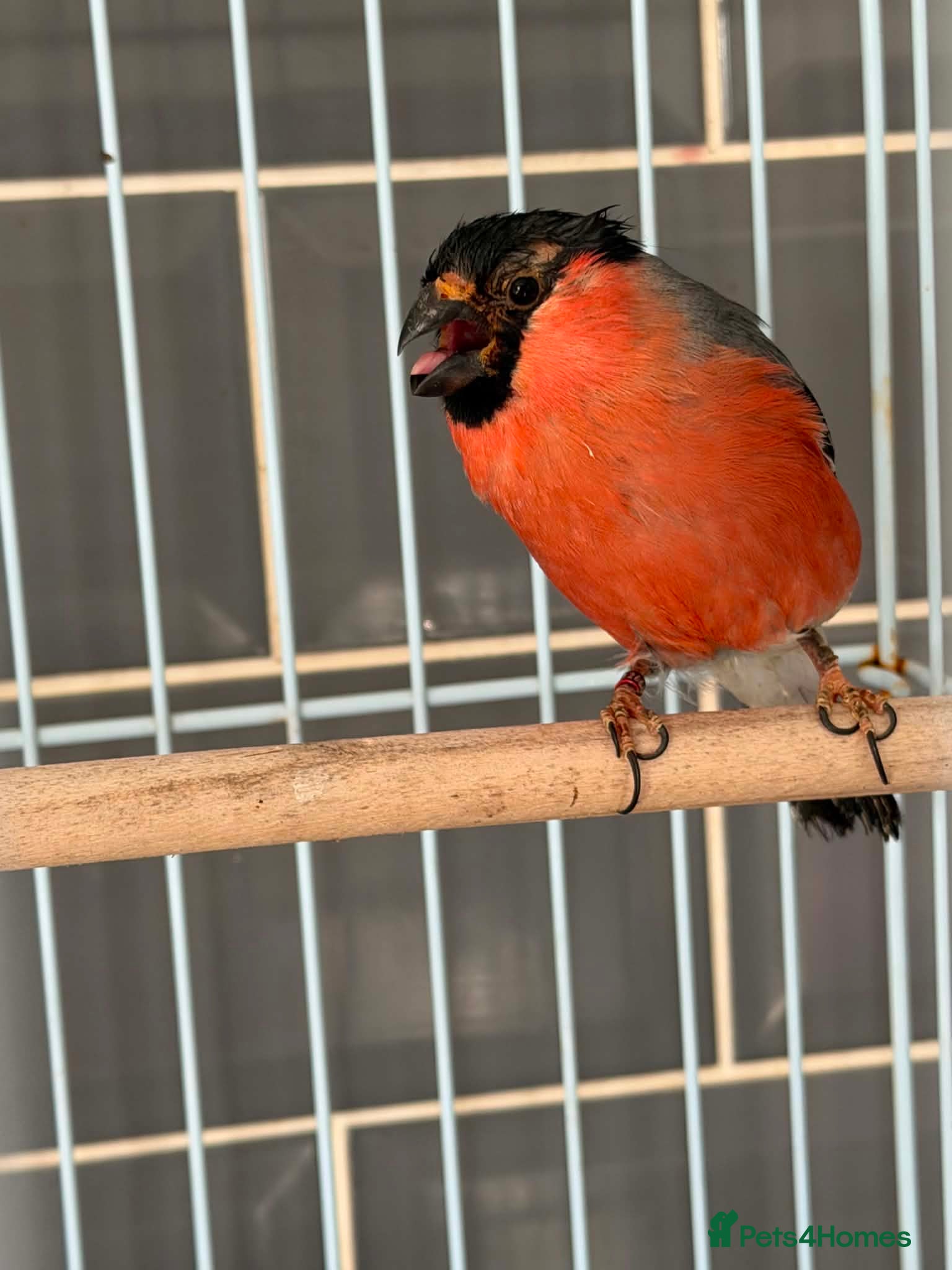 Finches birds Siberian bull finch  - Advert 2
