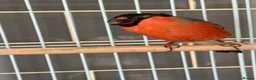 Finches birds for sale: Siberian bull finch  - Advert 1