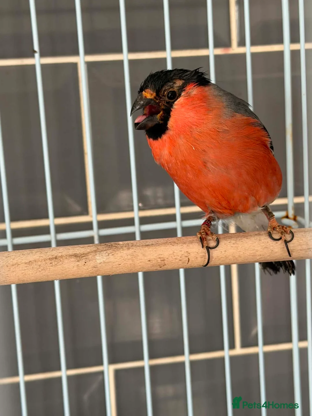 Finches birds for sale: Siberian bull finch  - Advert 1