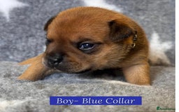 Staffordshire Bull Terrier dogs for sale: Outstanding Vangerbull Red SBT litter!  - Image 14