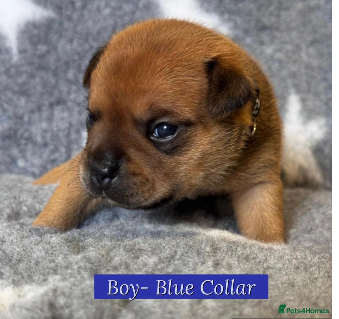 Staffordshire Bull Terrier dogs for sale: Outstanding Vangerbull Red SBT litter!  - Image 14