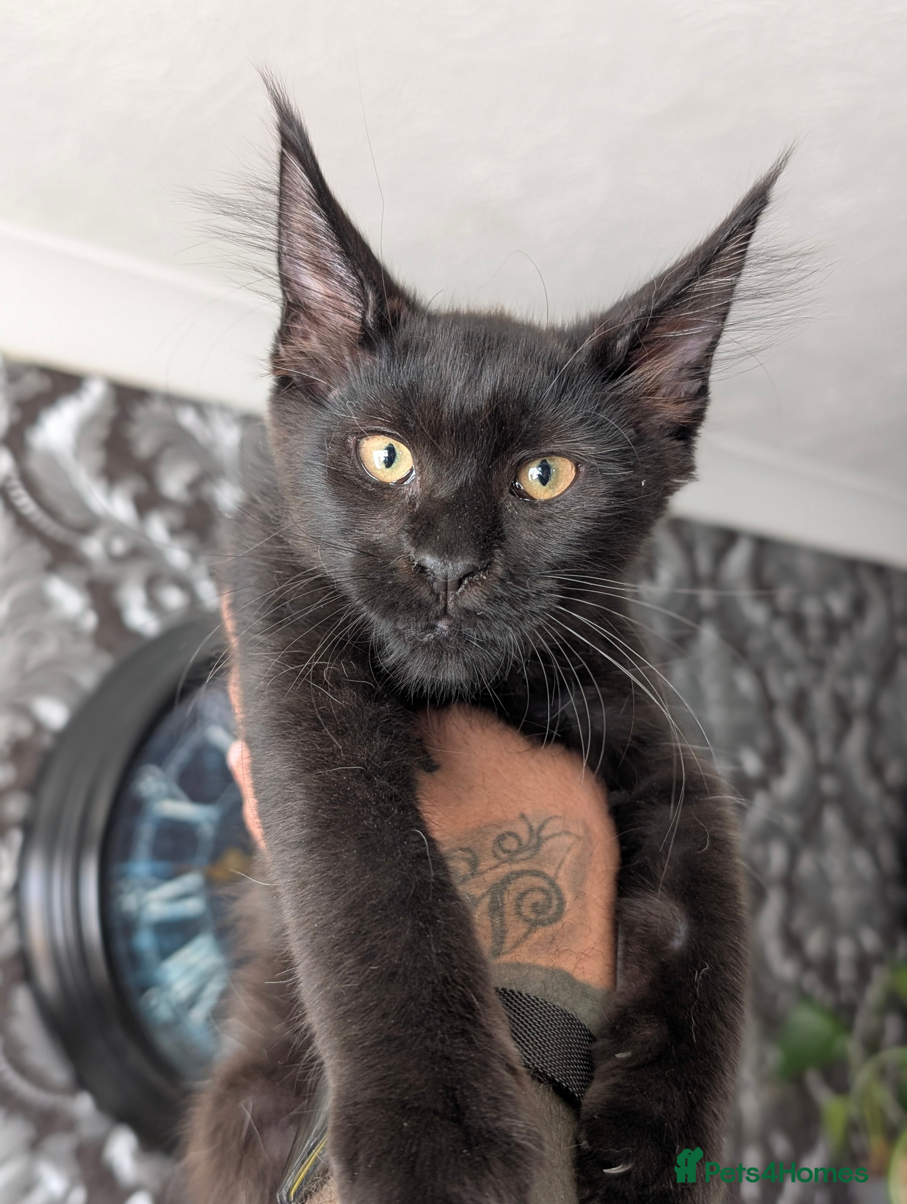Maine Coon cats Beautiful Pedigree Kittens 😻 - Advert 2