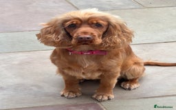 Cocker Spaniel dogs for sale: Cocker Spaniel Puppy Looking for a New Home - Advert 5