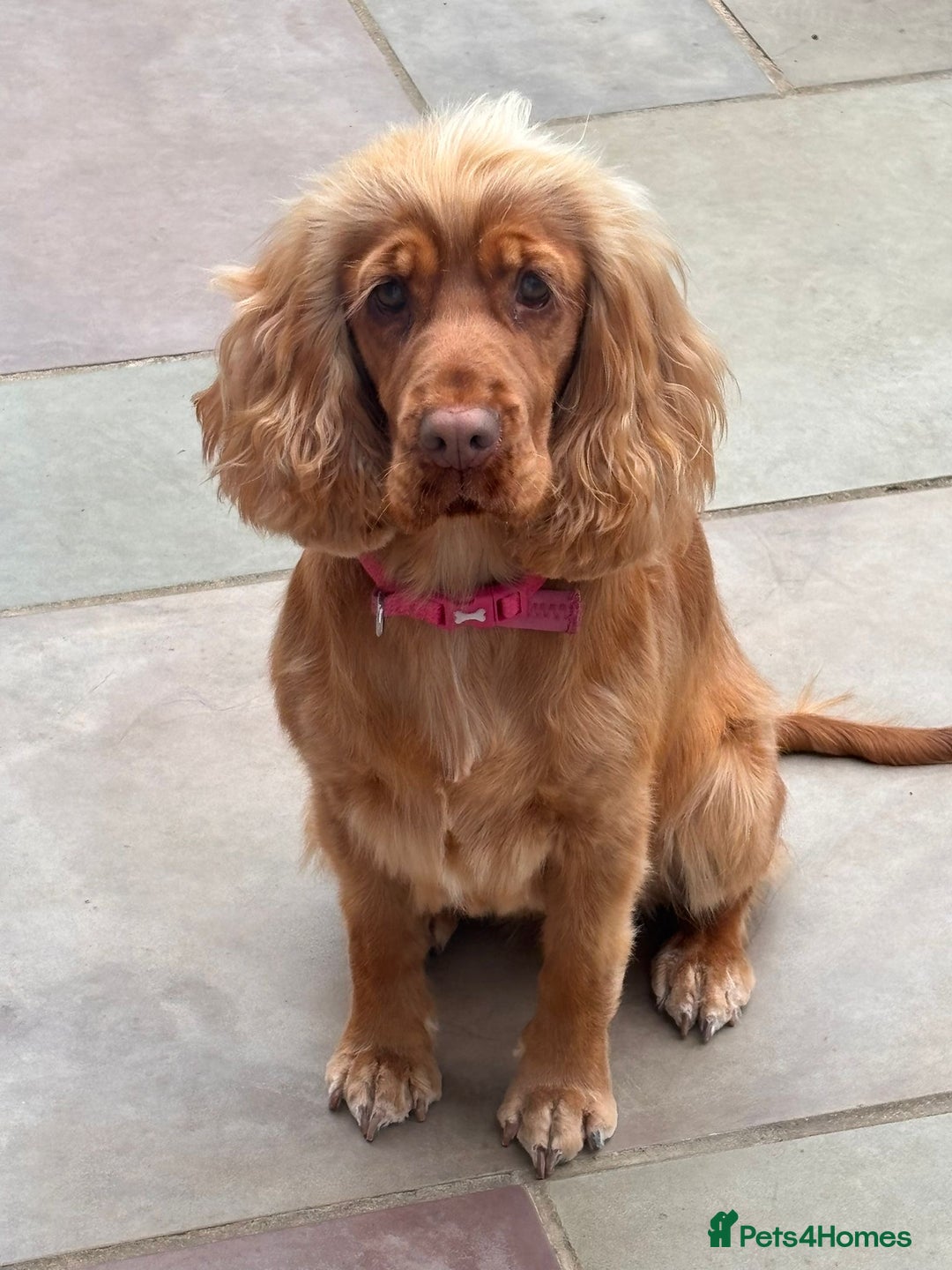 Cocker Spaniel dogs for sale: Cocker Spaniel Puppy Looking for a New Home - Advert 5