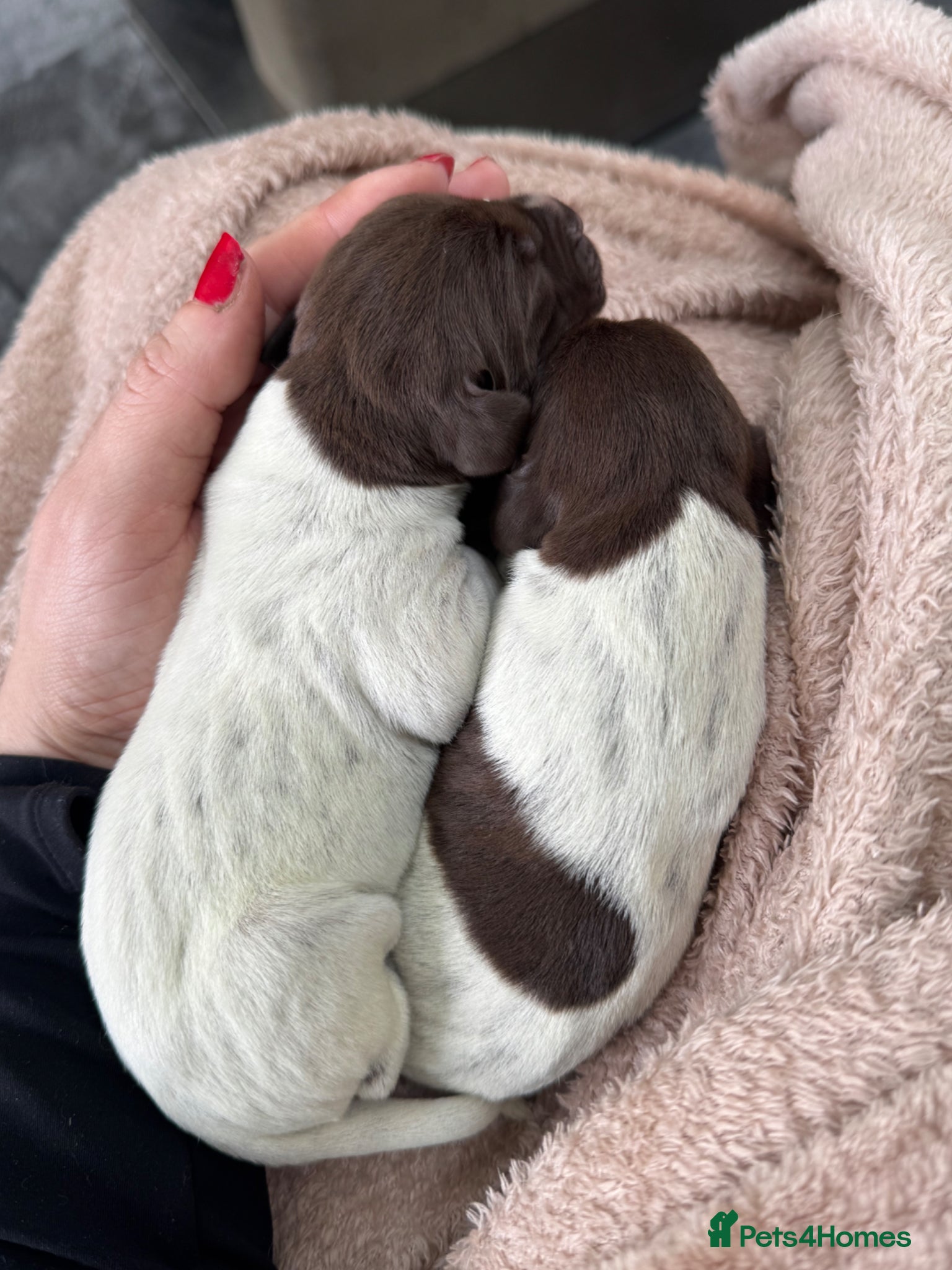 German Shorthaired Pointer dogs 🐾 KC Registered German Shorthaired Pointer Pups - Advert 8