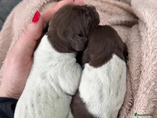 German Shorthaired Pointer dogs 🐾 KC Registered German Shorthaired Pointer Pups - Advert 8
