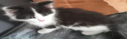 Mixed Breed cats for sale: Lovely & Playful Kittens looking for a New home!  - Advert 11