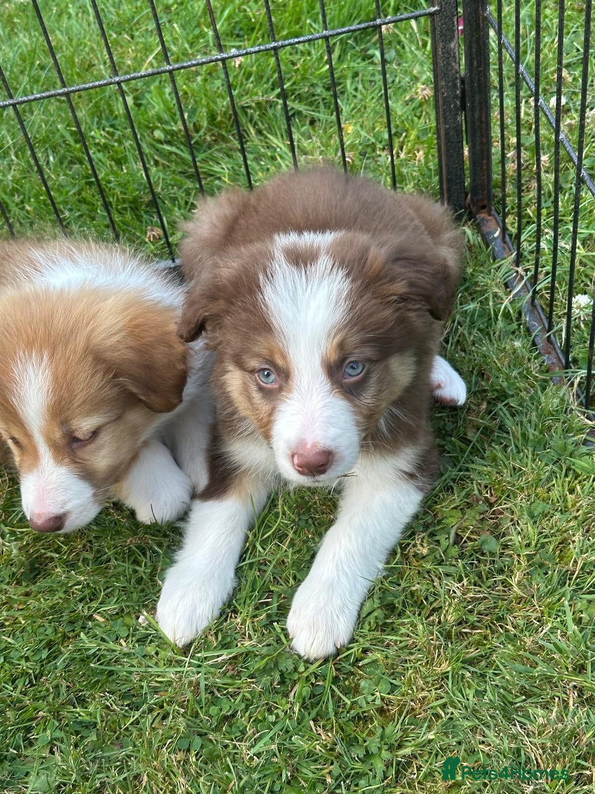 Border Collie dogs Stunning border collie pups  - Advert 1