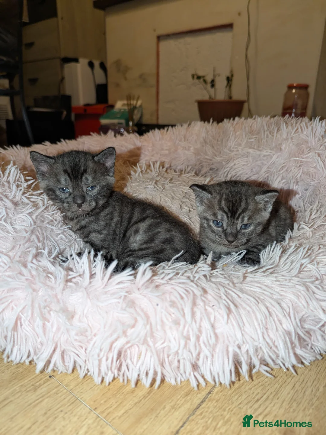 Bengal cats for sale:  Bengal Type Kittens Boys – Stunning Markings - Advert 2