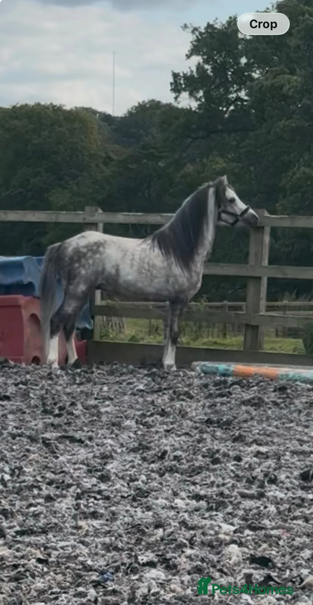 Welsh Section A horses for sale: 5yo Welsh Section A Gelding  - Advert 2