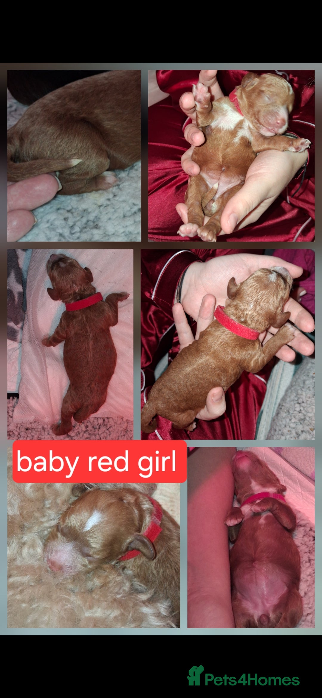 Cockapoo dogs for sale: Cockapoo puppies F2 - Advert 3