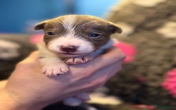 Border Collie dogs for sale: 6 stunning border collie puppies  - Image 3