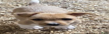 Jack Russell 1