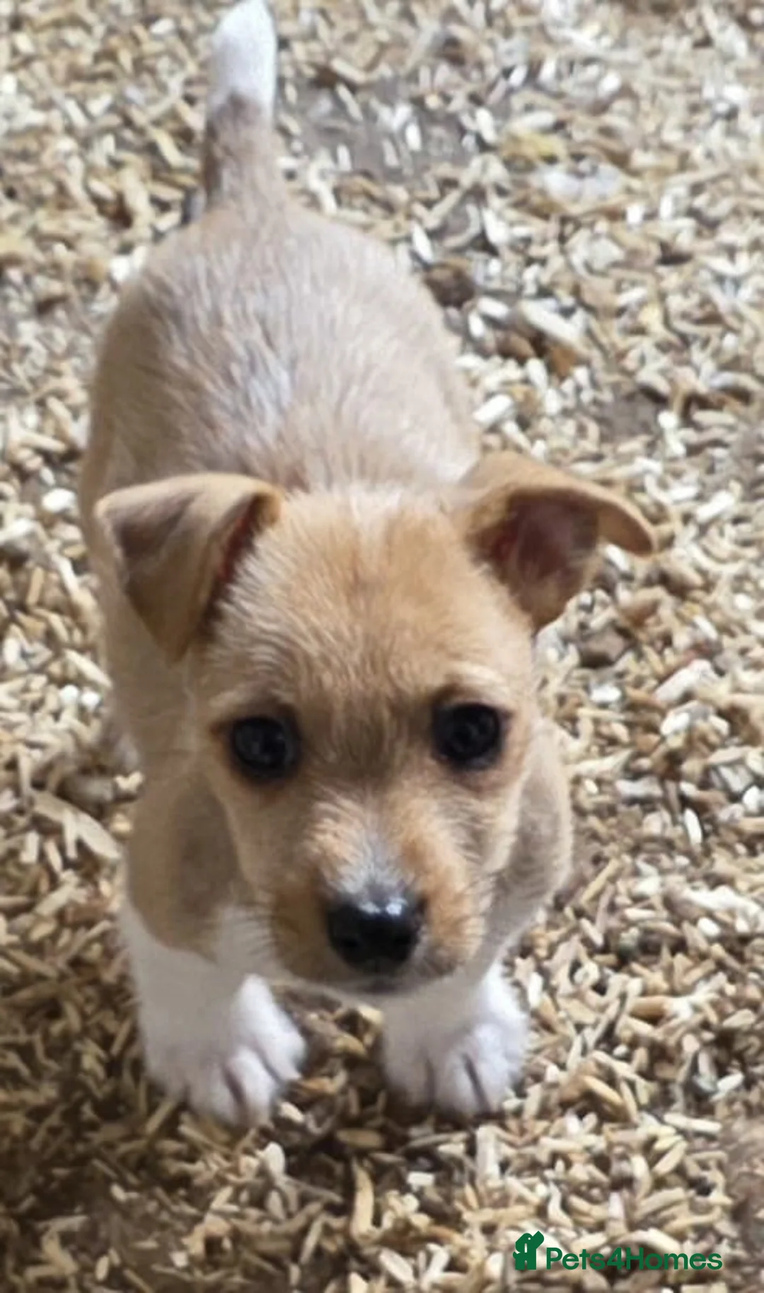 Jack Russell dogs for sale: Jack Russell Boys - Advert 2