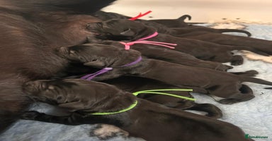 Labrador Retriever dogs - Advert 1