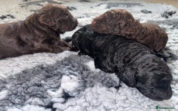 Cockapoo dogs for sale: 🐾 Beautiful F1B Cockapoos –Health Tested Parents  - Image 8