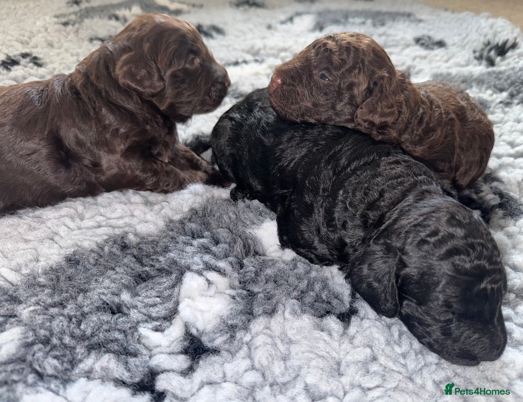 Cockapoo dogs for sale: 🐾 Beautiful F1B Cockapoos –Health Tested Parents  - Image 8
