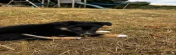 Mixed Breed dogs for sale: Kelpie x collies BEAUTIFUL LITTER - Advert 36