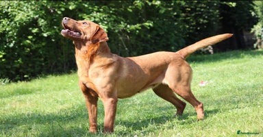 Labrador Retriever dogs - Advert 6