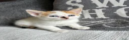 Mixed Breed cats for sale: Beautiful Kittens - Advert 6