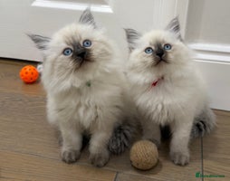 Siberian cats Siberian Neva Masquerade kittens GCCF - Advert 3