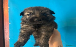 German Shepherd dogs for sale: 10 German Shepard Puppies for sale  - Image 6