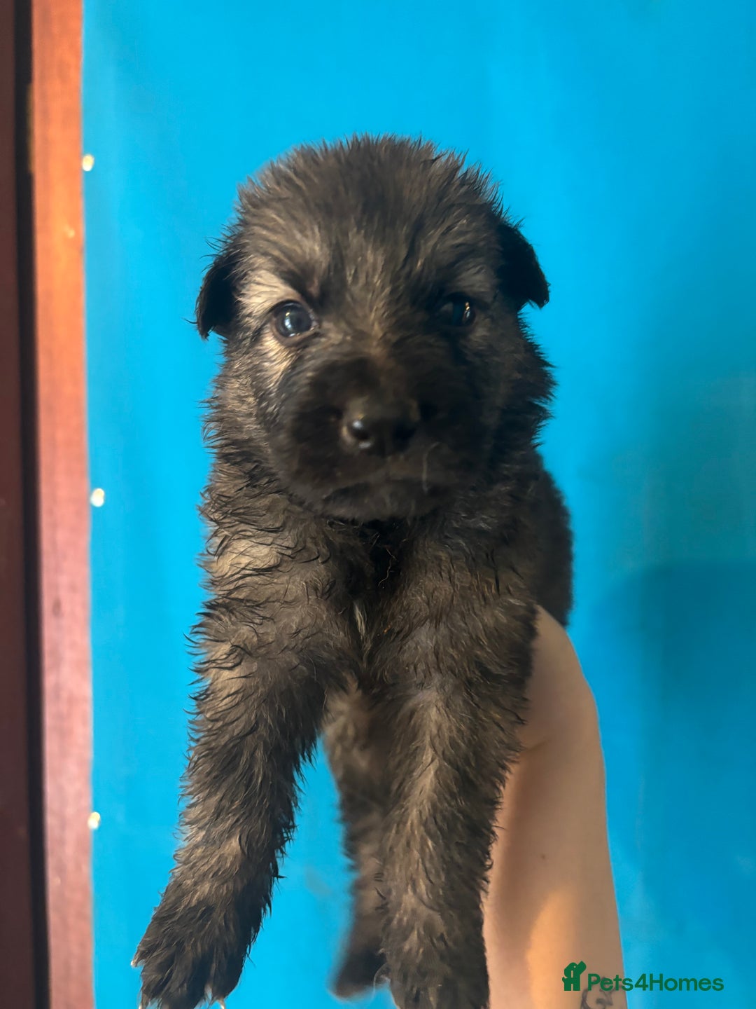 German Shepherd dogs for sale: 10 German Shepard Puppies for sale  - Image 6