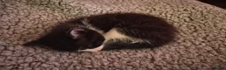 Mixed Breed cats for sale: Kittens for sale  - Advert 5