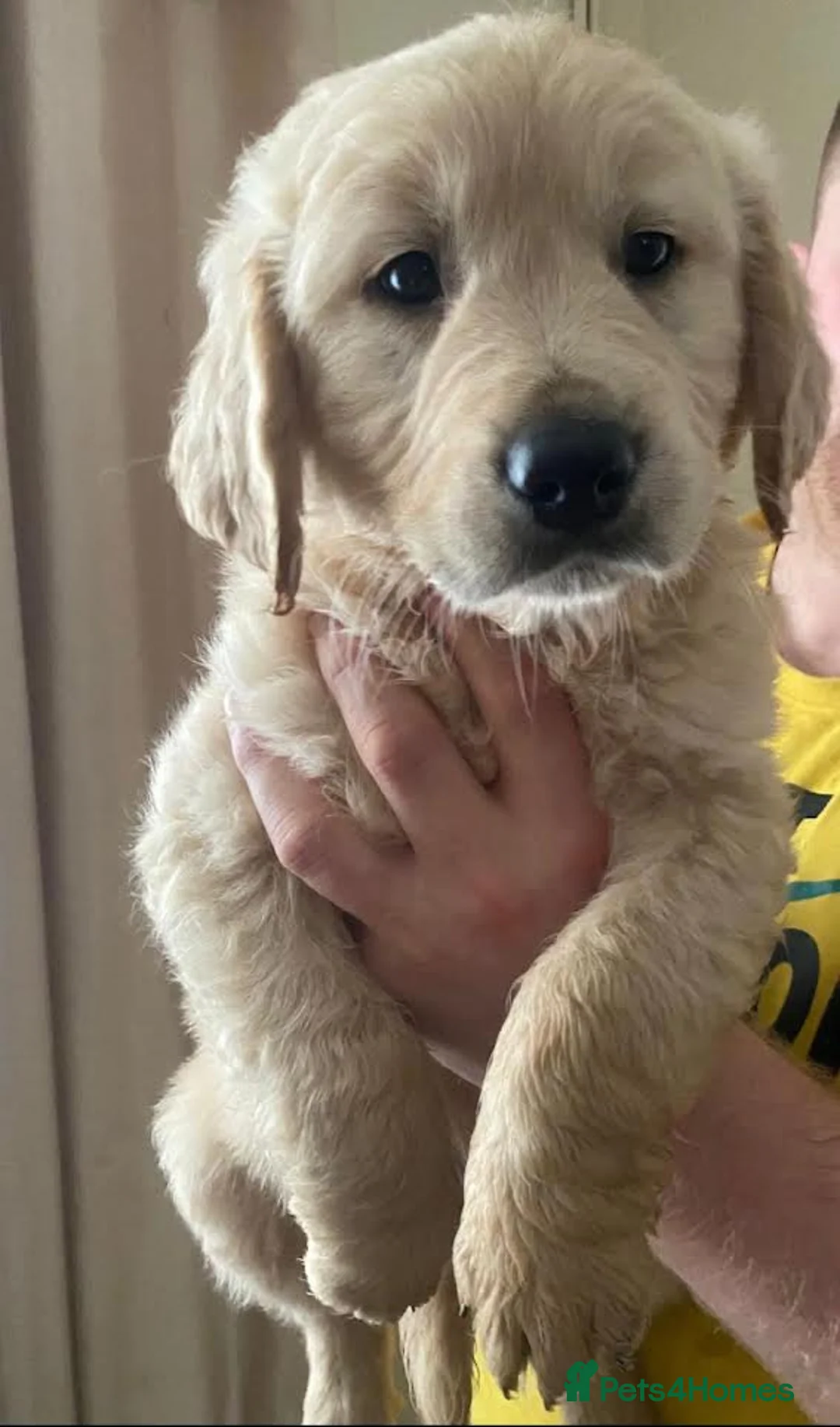 Golden Retriever dogs for stud: Sam. Available for Stud in Swansea - Advert 9