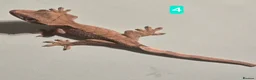 Gecko reptiles for sale: Current reptiles available  - Advert 2