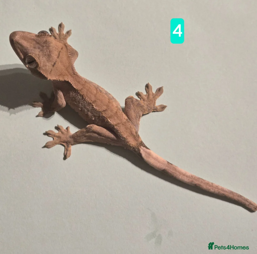 Gecko reptiles for sale: Current reptiles available  - Advert 2
