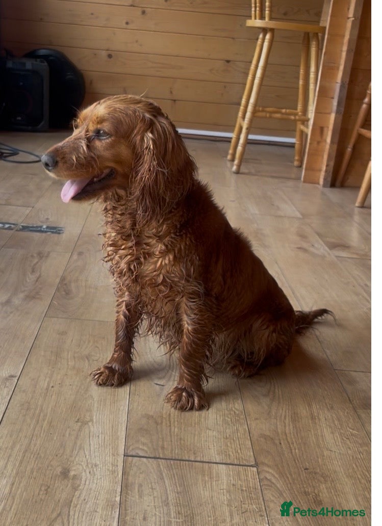 Cocker Spaniel dogs Beautiful working cocker spaniel girl  - Advert 4