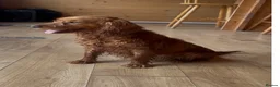 Cocker Spaniel dogs for sale: Beautiful working cocker spaniel girl  - Advert 1