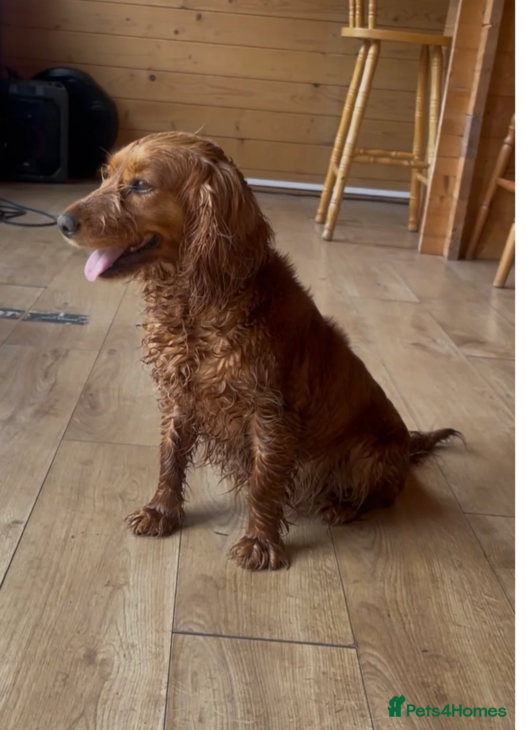 Cocker Spaniel dogs for sale: Beautiful working cocker spaniel girl  - Advert 1