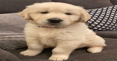Golden Retriever dogs - Advert 3