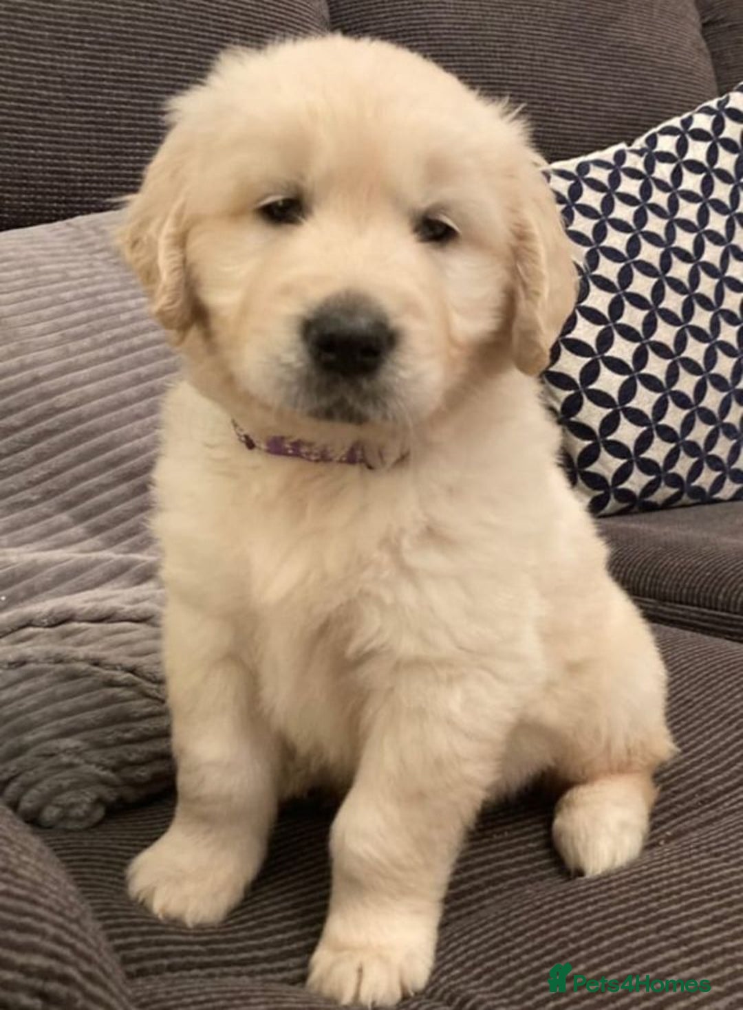 Golden Retriever dogs for sale: STUNNING HEALTH CHECKED PUPPIES READY - Image 3