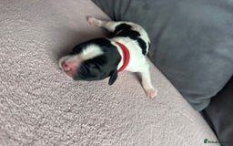 English Springer Spaniel dogs for sale: English springer spaniel.Ready to leave 21/11/25 - Image 5