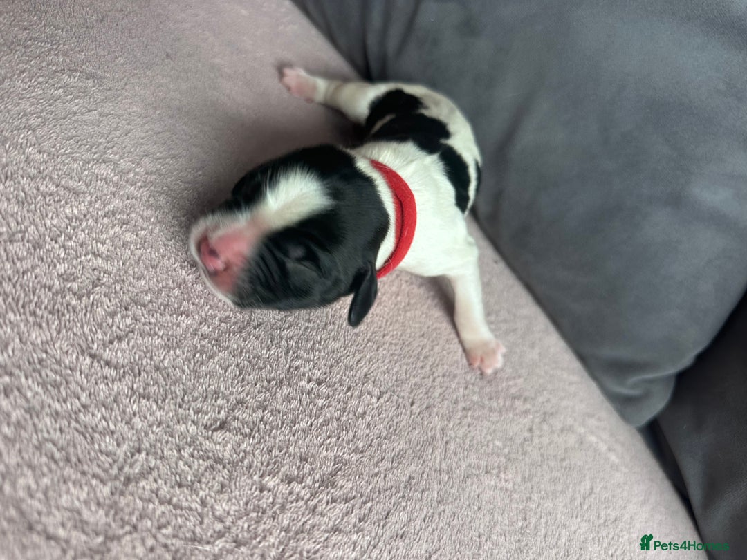 English Springer Spaniel dogs for sale: English springer spaniel.Ready to leave 21/11/25 - Image 5