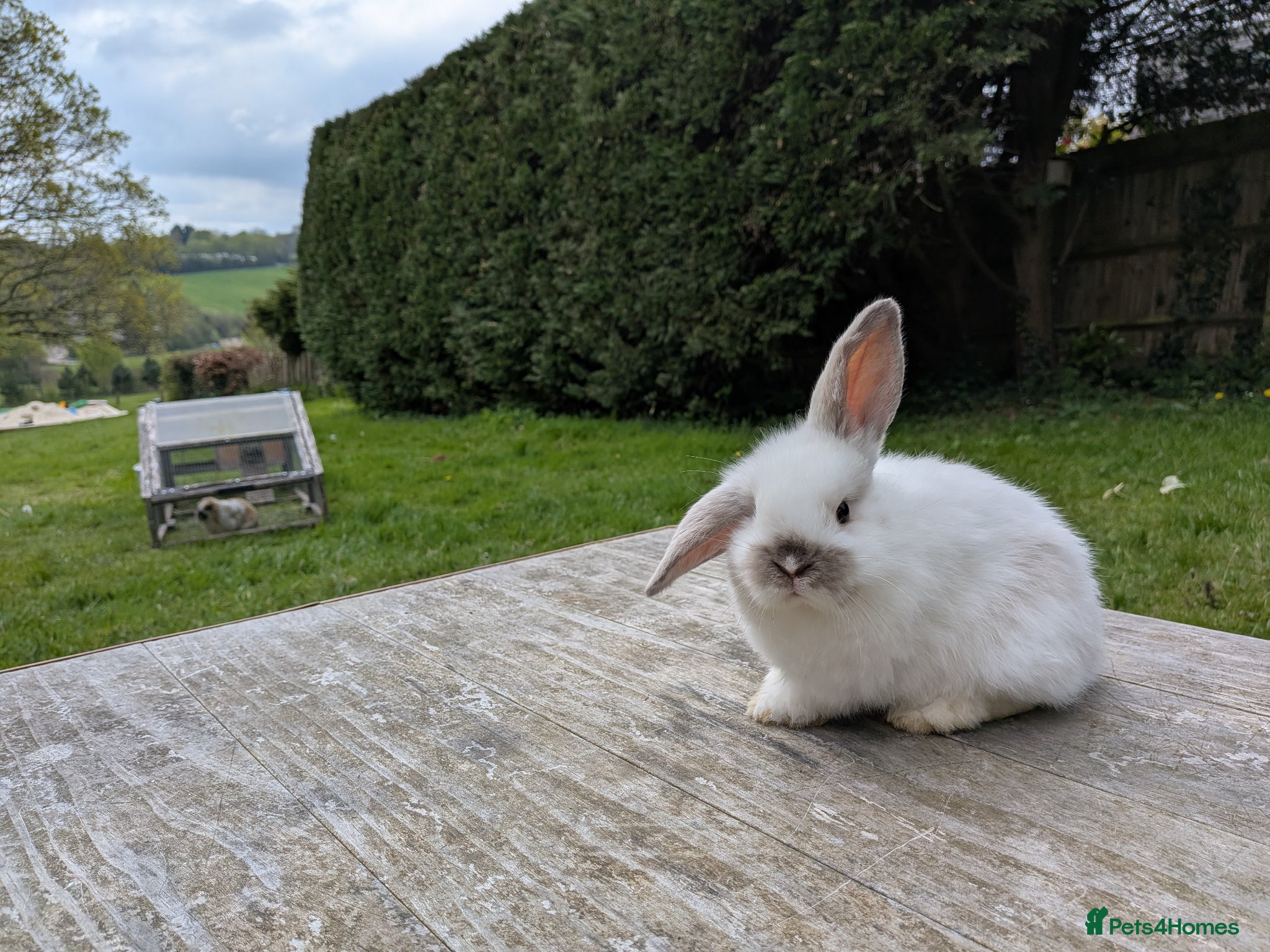 Mini Lop rabbits Mini lops Robertsbridge- very tame- 1 left! - Advert 2