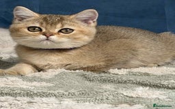 British Shorthair cats for sale: Stunning BSH golden/silver Kittens TICA - Image 11