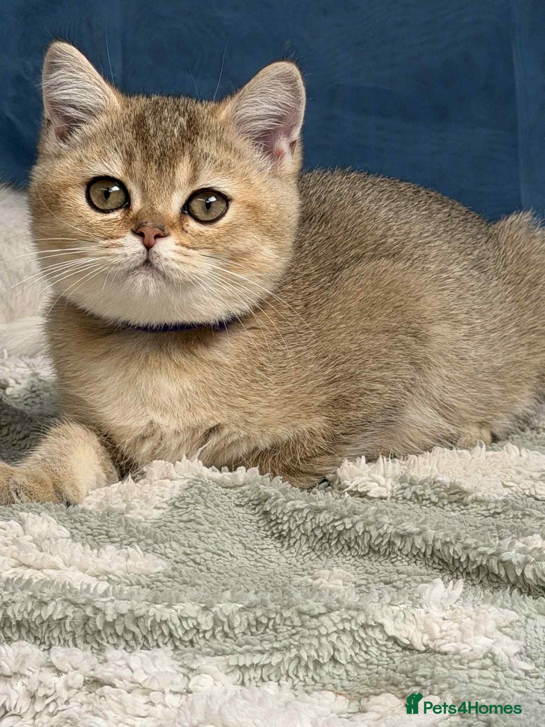 British Shorthair cats for sale: Stunning BSH golden/silver Kittens TICA - Image 11
