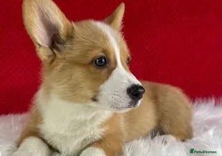 Welsh Corgi Pembroke dogs Fully vaccinated KC Papers  - Advert 6