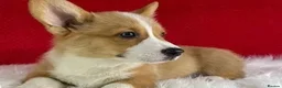 Welsh Corgi Pembroke dogs for sale: Fully vaccinated KC Papers  in Slough - Advert 1