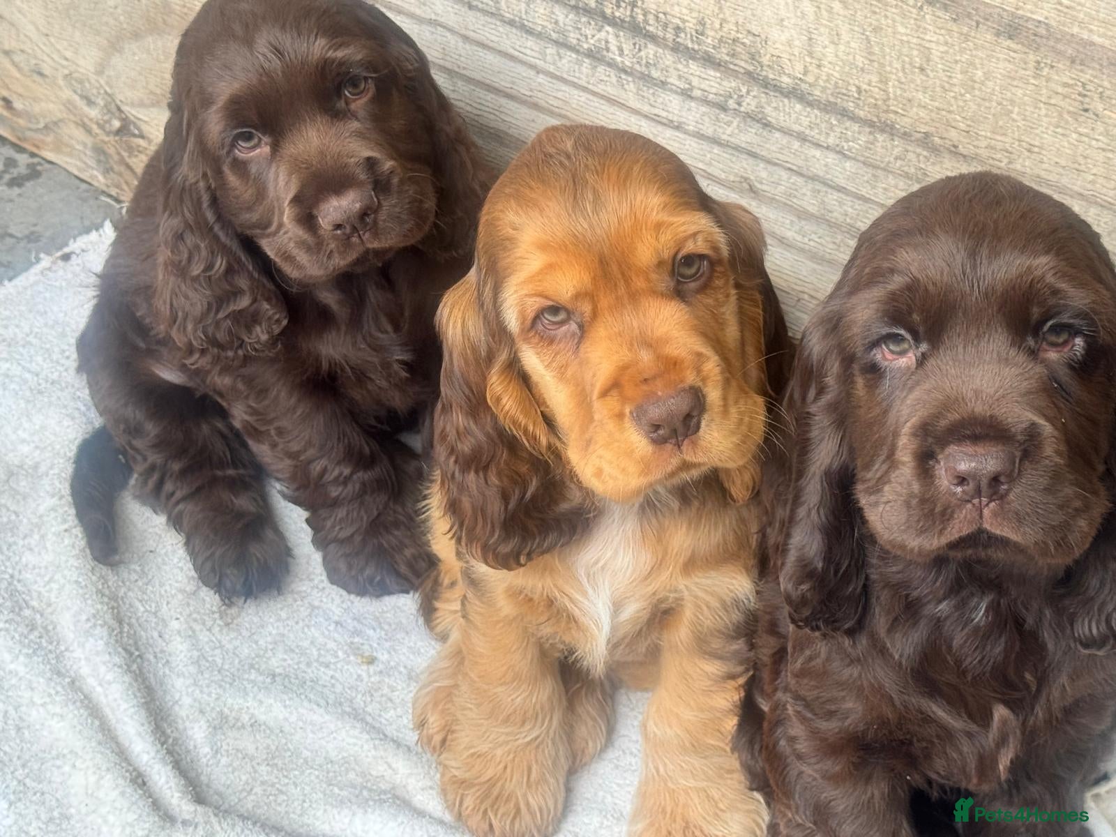 Cocker Spaniel dogs Cocker spaniel puppies looking for a loving home - Advert 2