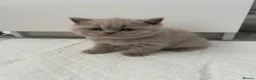 British Shorthair cats for sale: Beautiful British Shorthairs in Stowmarket - Advert 6