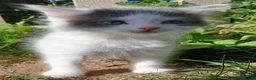 British Longhair cats for sale: READY NOW!!!! Stunning kittens - Advert 9