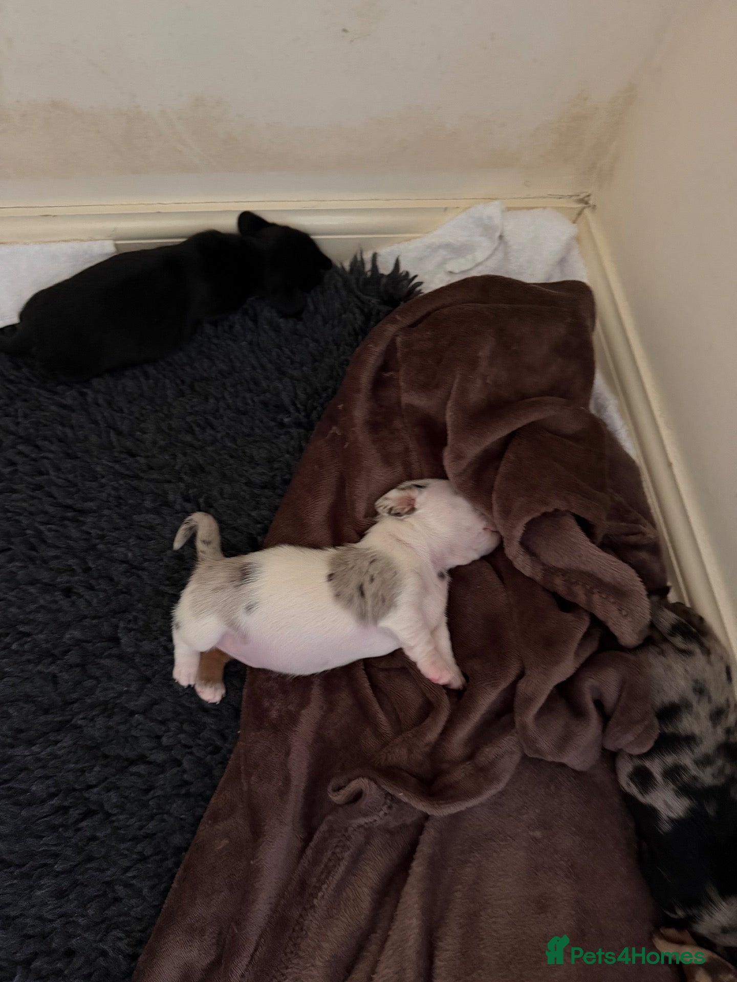 Miniature Dachshund dogs 5 beautiful mini dashounds  - Advert 2