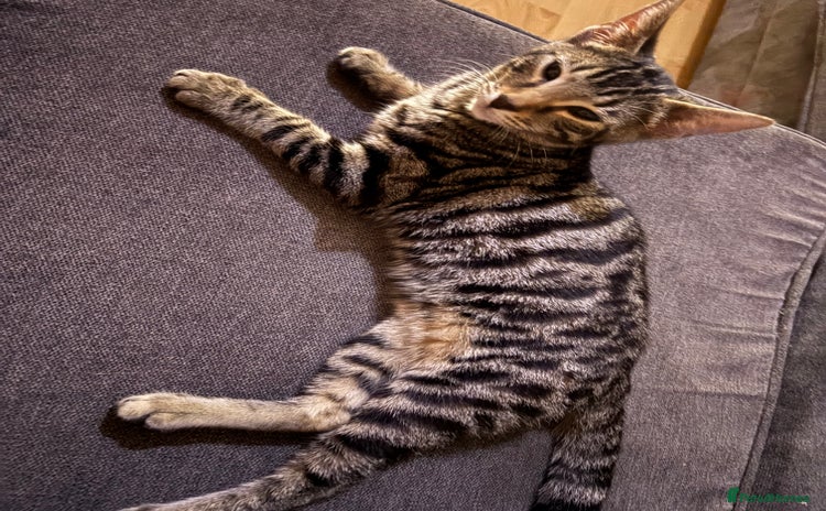 Bengal cats - Advert 3