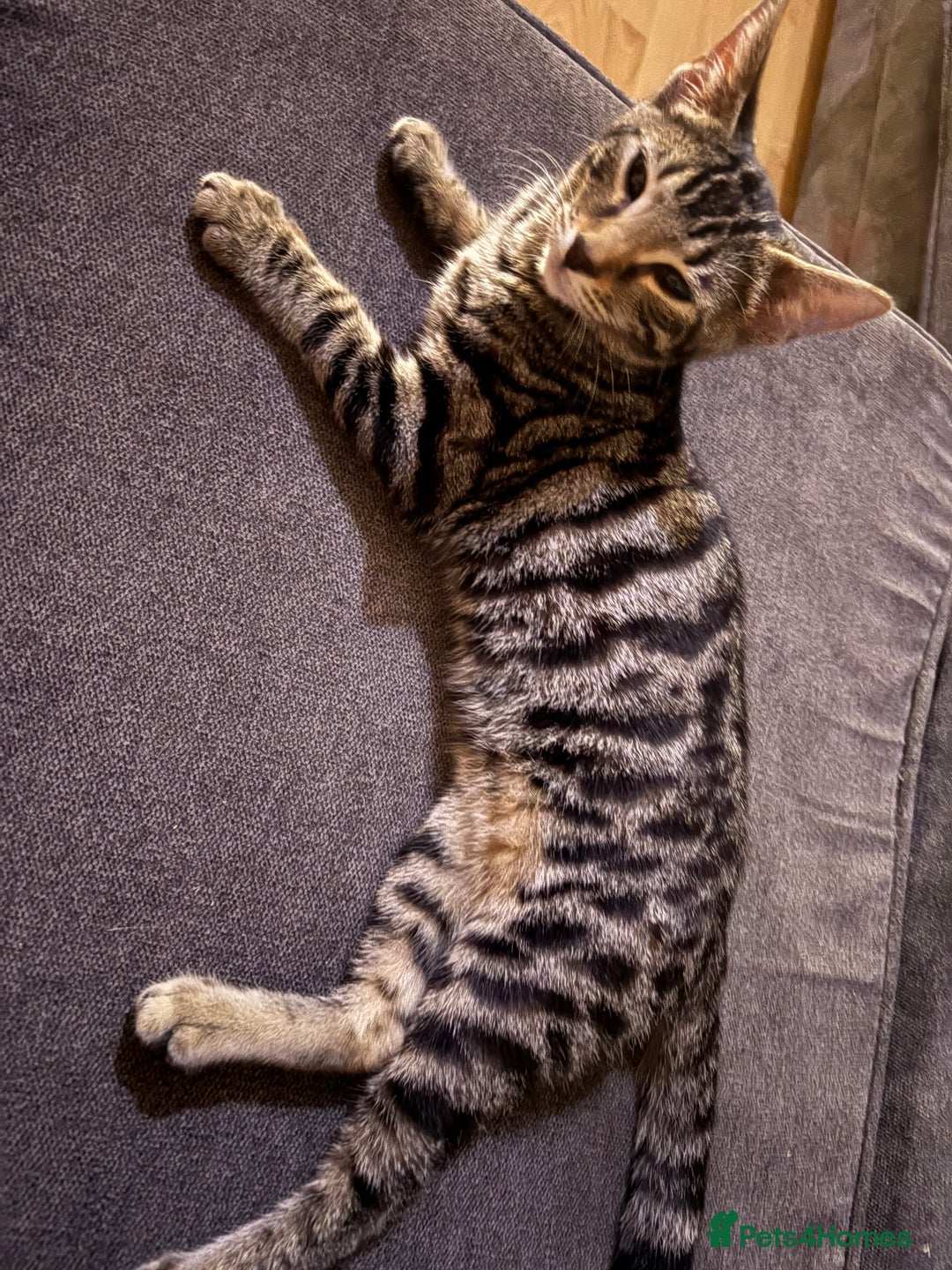 Bengal cats for sale: Rehome  - Image 1