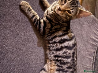 Bengal cats - Advert 2